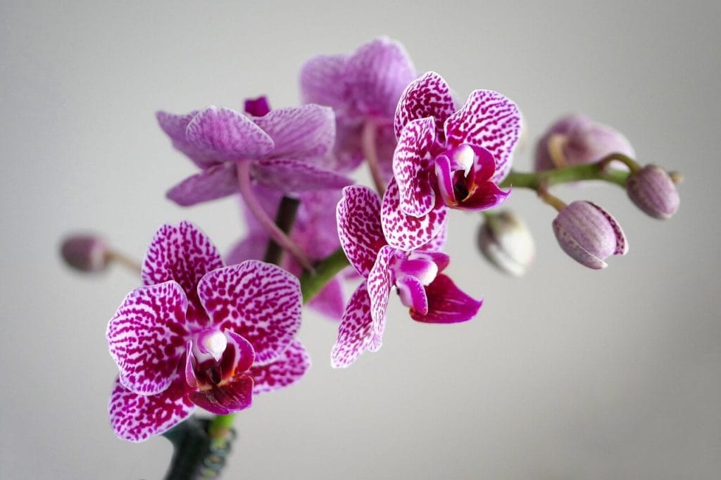 Chiang Mai Plants and Herbs chiangmaiplantsandherbs orchid 3