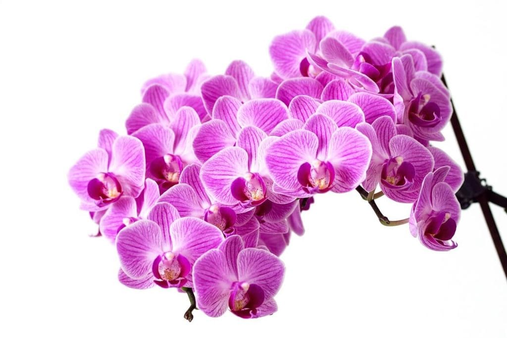 Chiang Mai Plants and Herbs chiangmaiplantsandherbs orchid 3