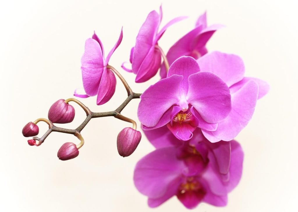 Chiang Mai Plants and Herbs chiangmaiplantsandherbs orchid 3