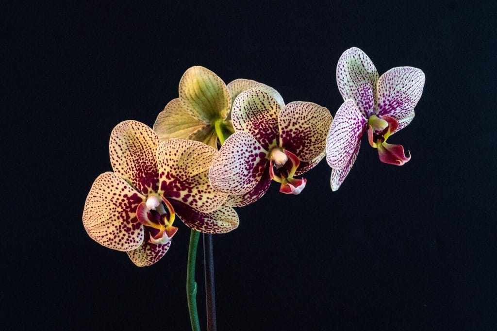 Chiang Mai Plants and Herbs chiangmaiplantsandherbs orchid 3